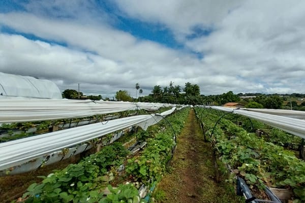 sitio-fragole